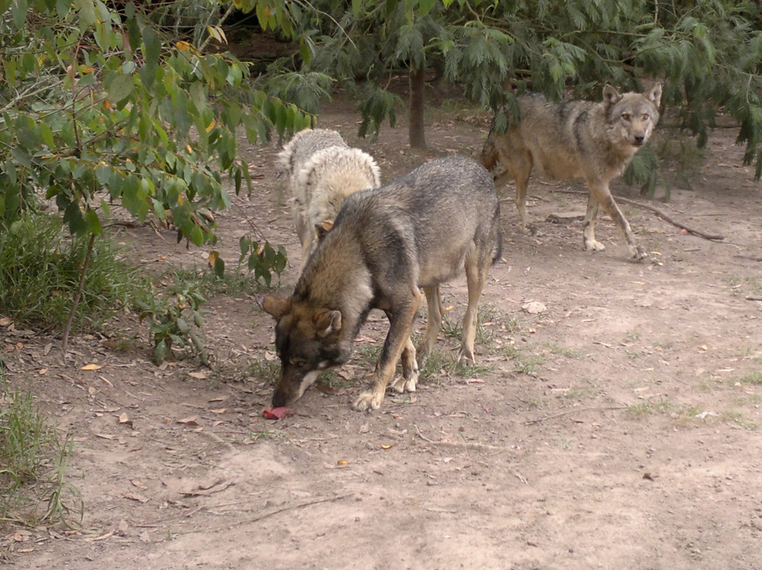Tsitsikamma Wolf Sanctuary-Witelsbos必去景点