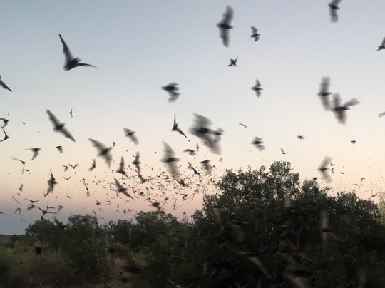 Eckert James River Bat Cave Preserve-Mason必去景点