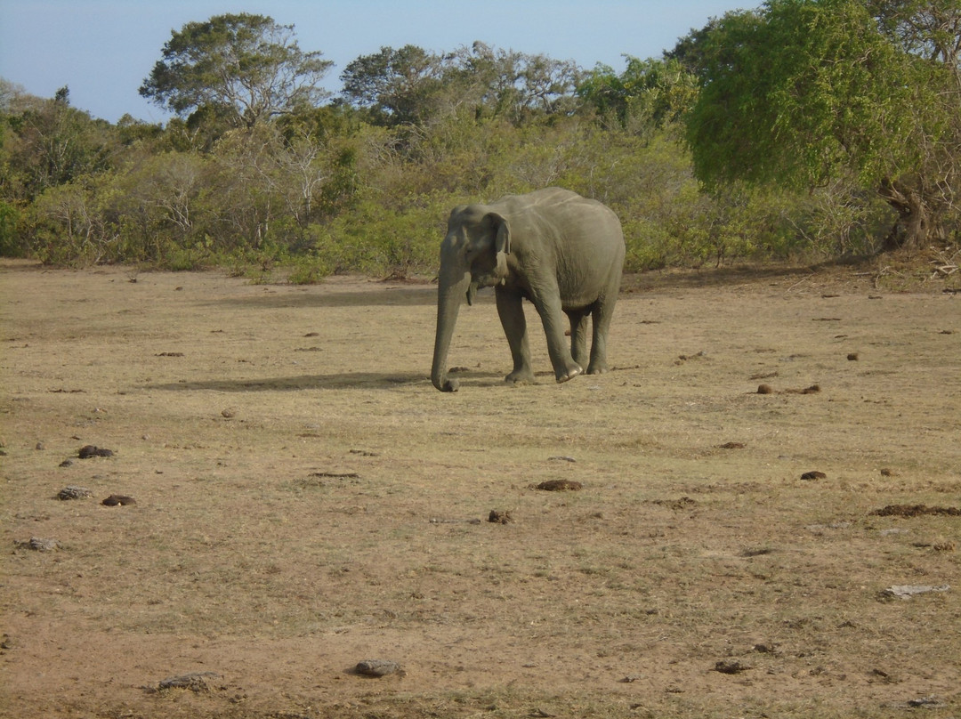 Yala Excursions-雅拉国家公园必去景点