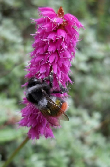 Turtle Mountain Gear & Outfitters-香格里拉县必去景点