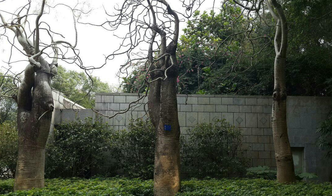 东莞莲花山景点图片