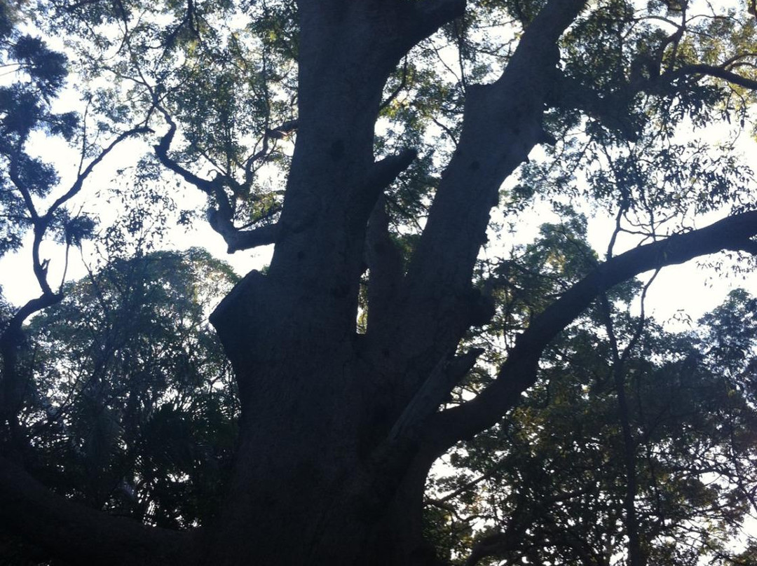 Ben Bennett Botanic Park景点图片
