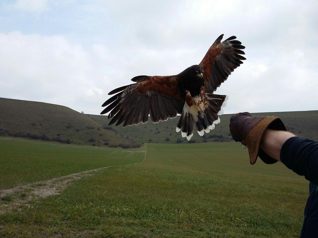 Mere Down Falconry景点图片