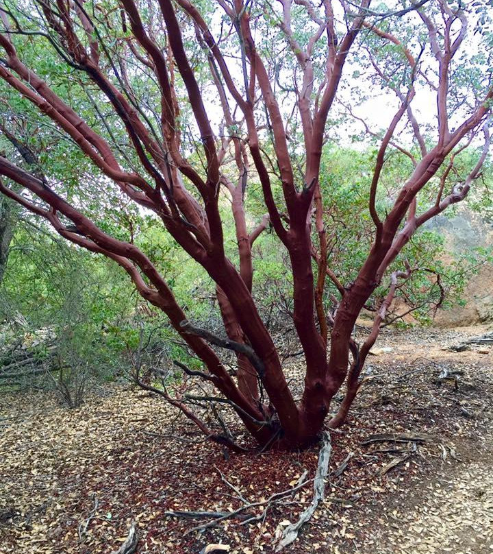 Cleveland National Forest-Alpine必去景点