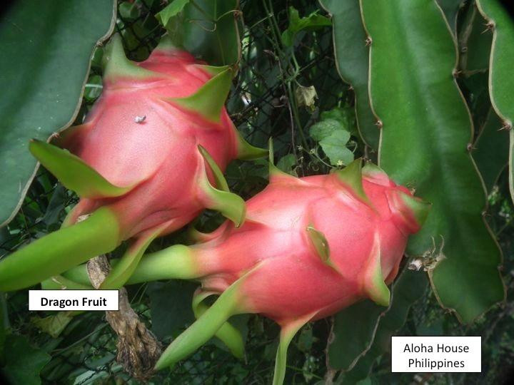 Aloha Natural Farm-公主港必去景点