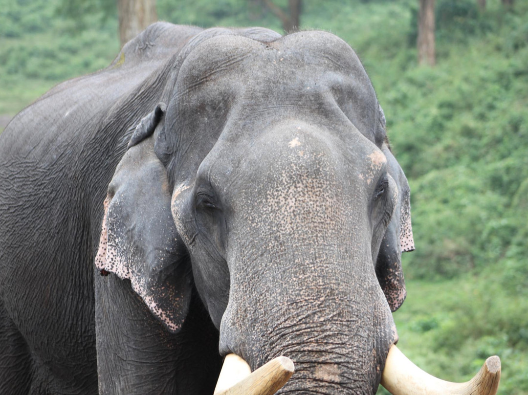 Anamalai Wild Life Sanctuary-Pollachi Town必去景点