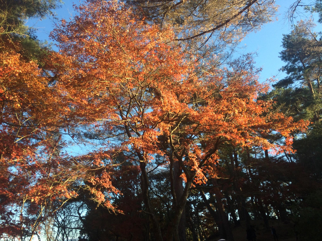 Shuzenji Nature Park-伊豆市必去景点