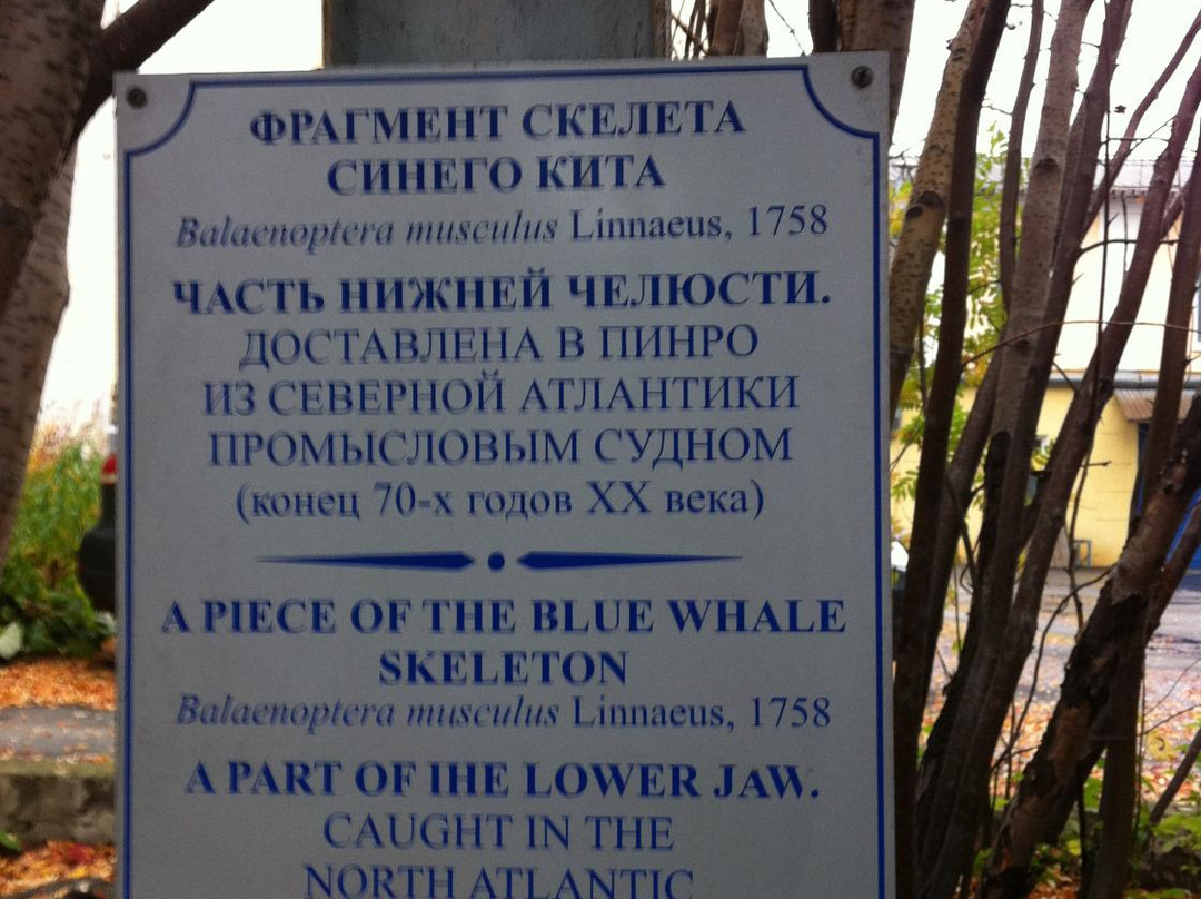 The Lower Jaw of a Blue Whale景点图片