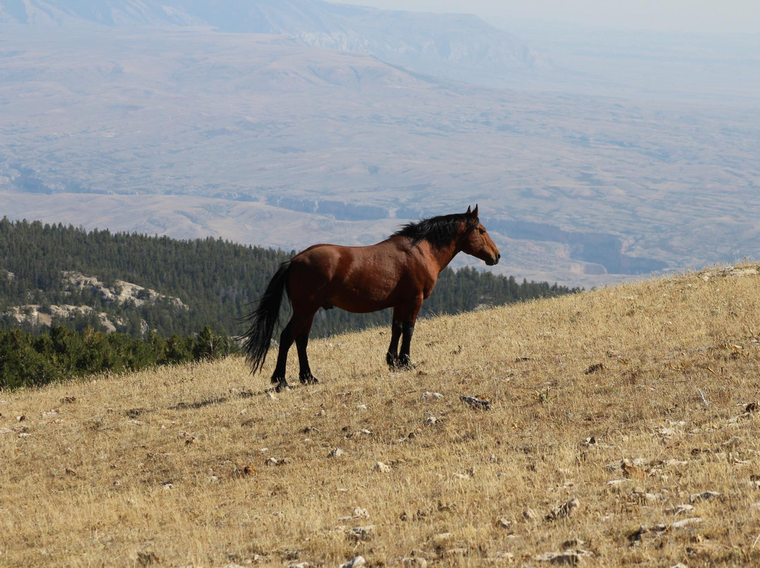 PryorWild Mustang Tours景点图片