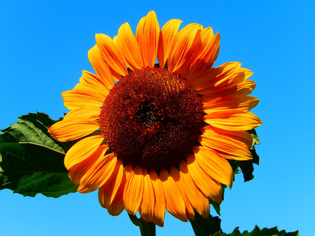 Ferncliff Gardens-米逊必去景点