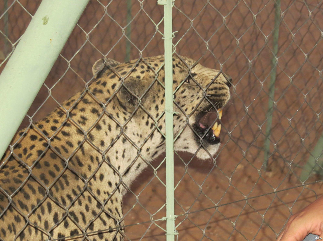 Zelda Guest and Game Farm-Gobabis必去景点