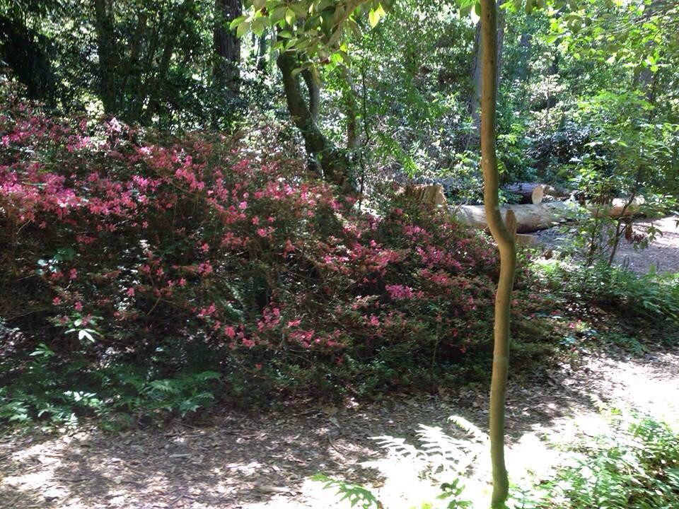 Kalmia Gardens景点图片