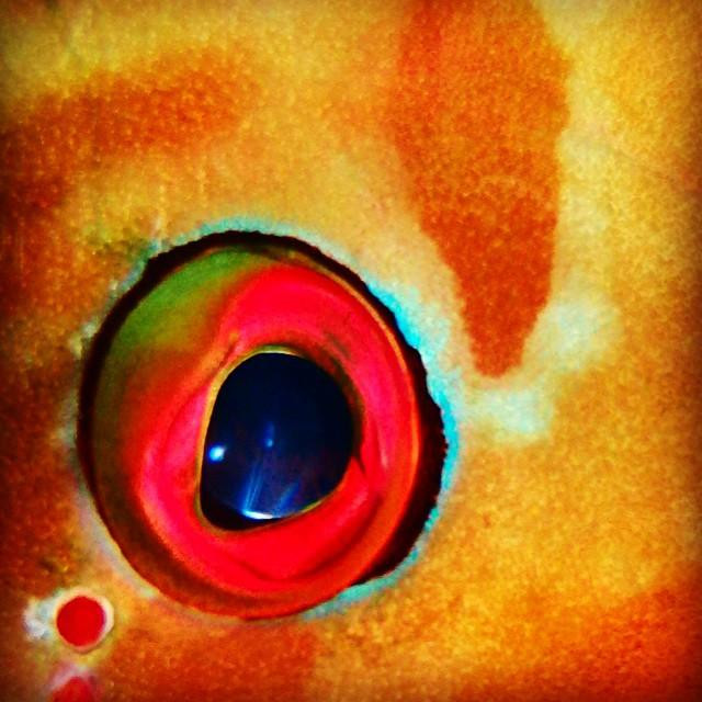 Dive Club Maldives-马累必去景点