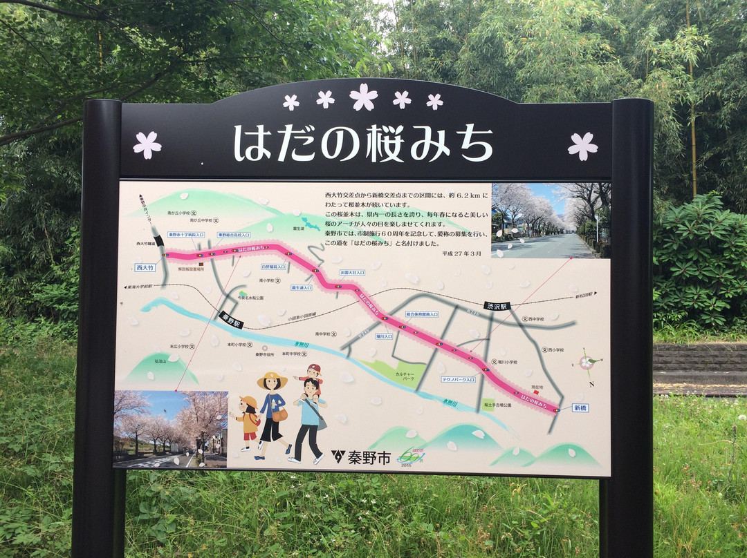 Hadano Sakura Michi-秦野市必去景点