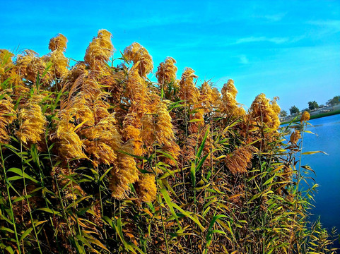 Al Badia Golf Club by InterContinental Dubai Festival City-迪拜必去景点