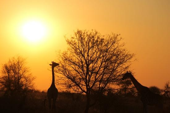 Kruger National Park-尼斯普鲁特必去景点