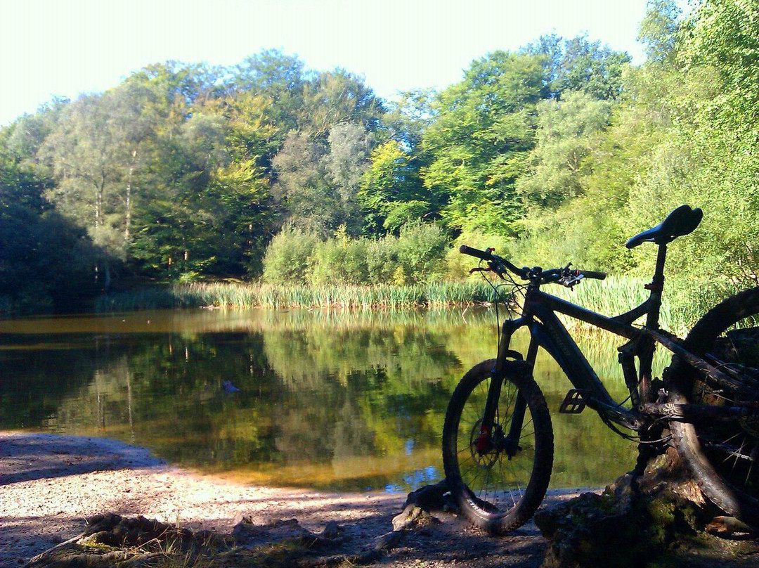 Epping Forest MTB景点图片