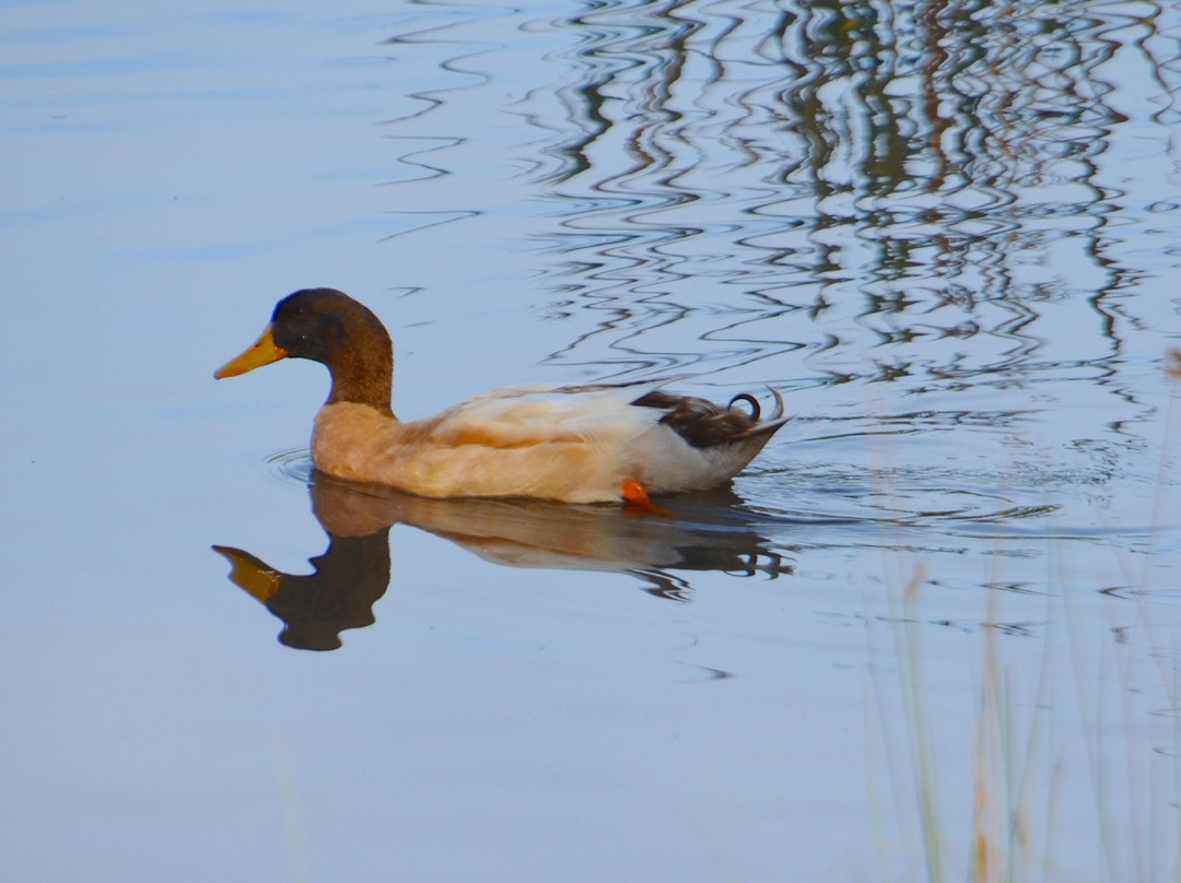 Birdsland Reserve景点图片