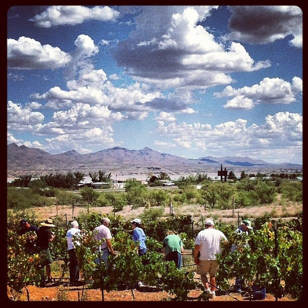 Shattuck Vineyard景点图片