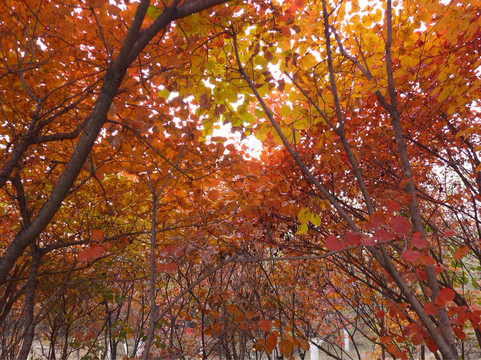 北宫国家森林公园-北京市必去景点