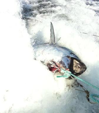 Island's End Tuna Charters -Private Day tours-Tignish必去景点