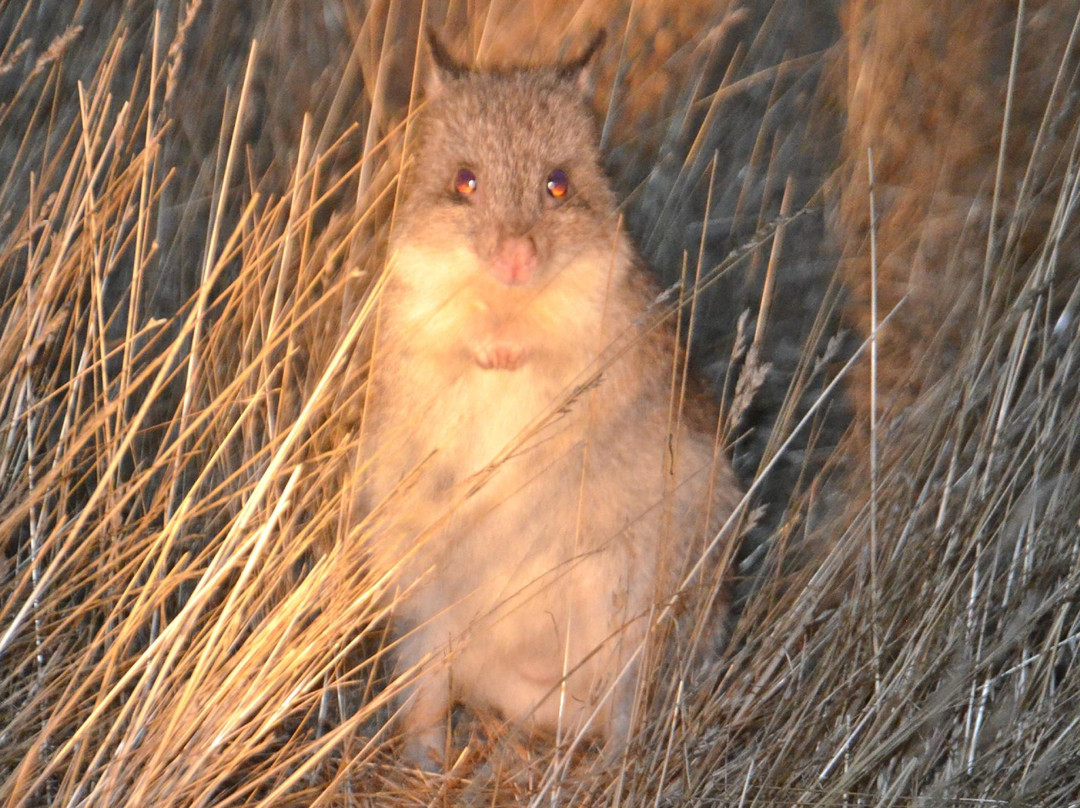 Mount Rothwell Conservation and Research Centre-Little River必去景点