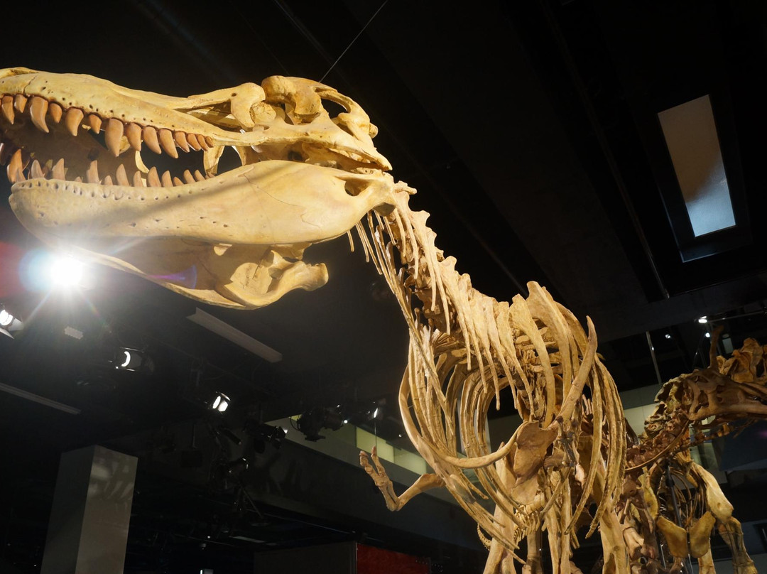 墨尔本博物馆-墨尔本必去景点