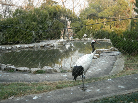 红山森林动物园-南京市必去景点