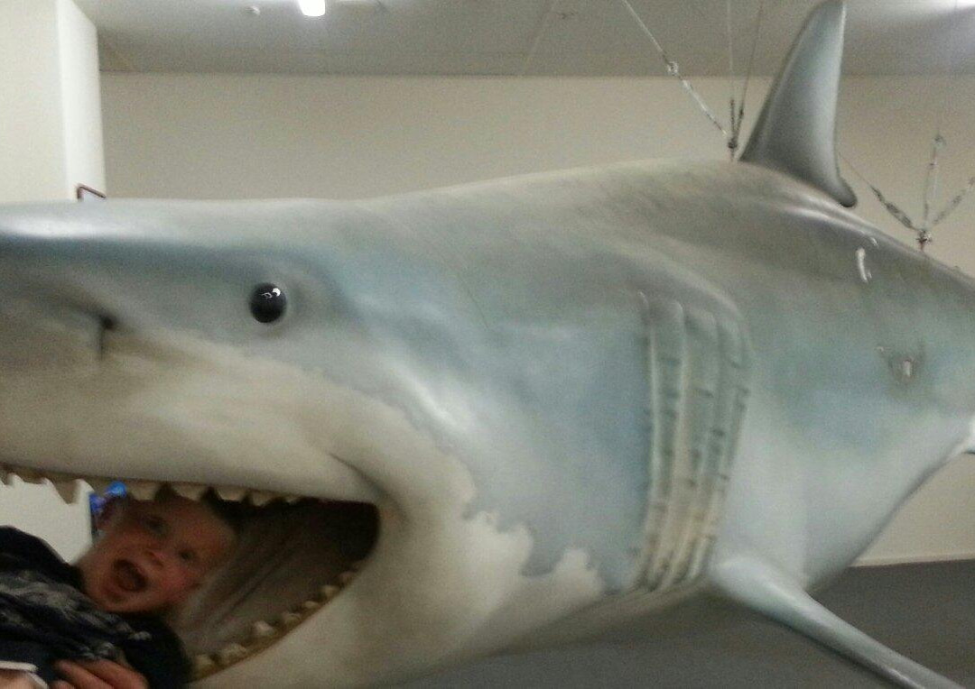 Great White Shark Replica-Streaky Bay必去景点