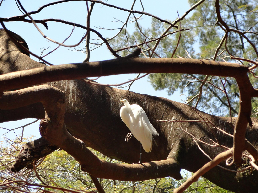 Zoologico de Americana-Americana必去景点