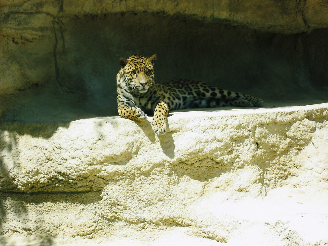 Zoo de La Palmyre景点图片