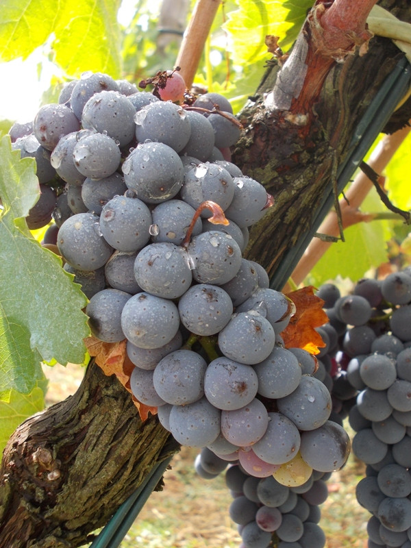 Tempere - Azienda Vitivinicola Pica景点图片