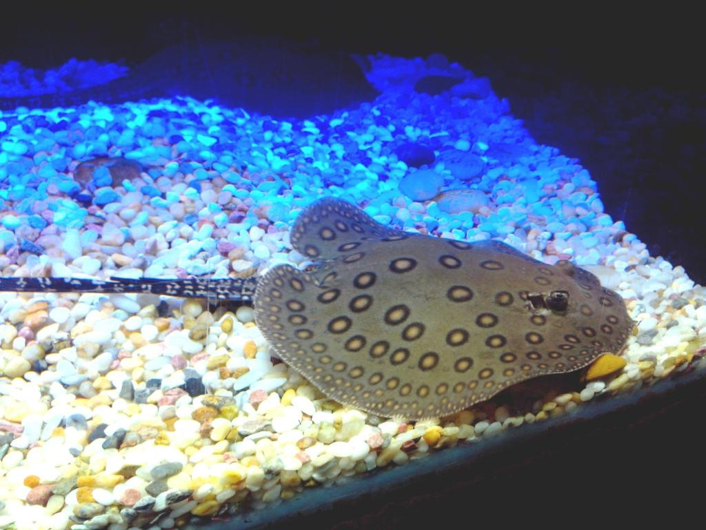 上海海洋水族馆-上海市必去景点