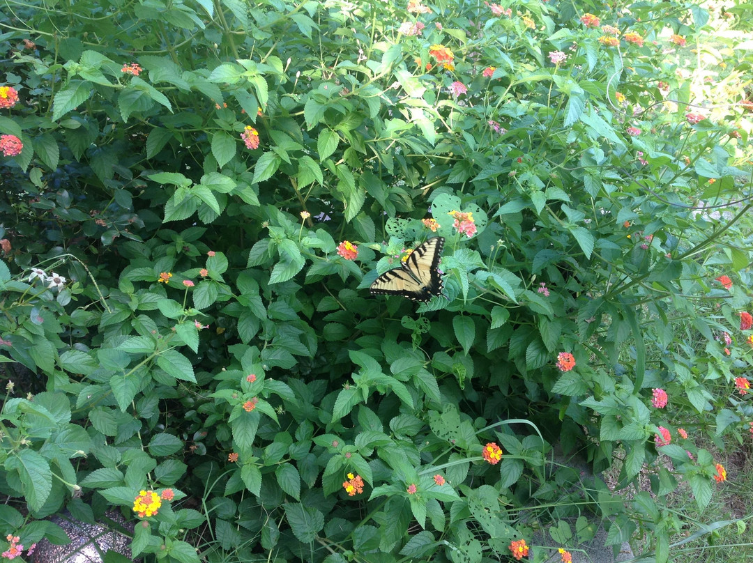 Robin's Nest Bed and Breakfast主图