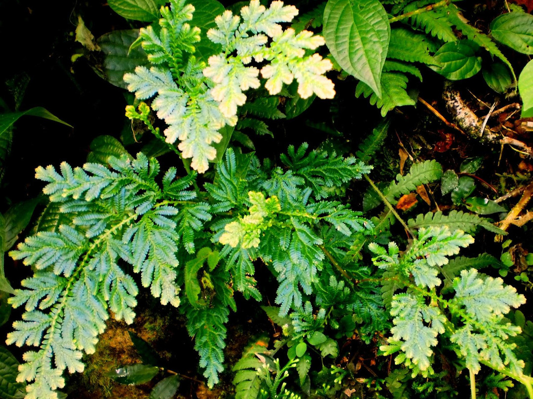 Mount Bunder-茂物必去景点