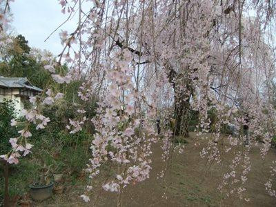 Fujuzawano Okakuzakura景点图片
