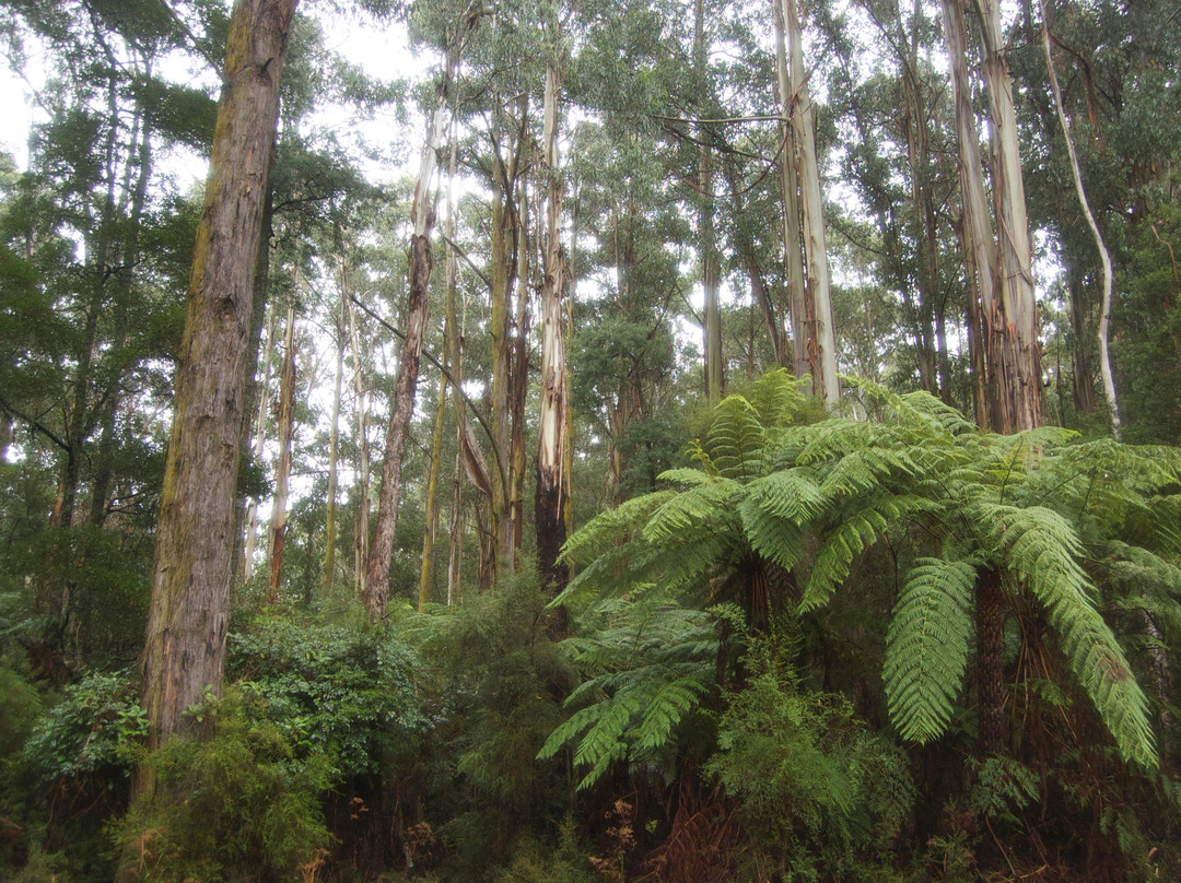 雪博鲁克森林-墨尔本必去景点