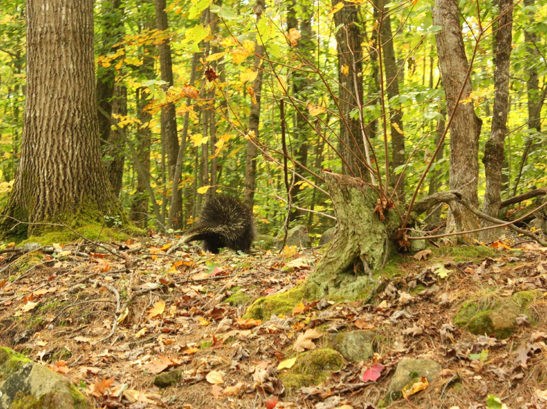 Ossipee Hill Summit景点图片