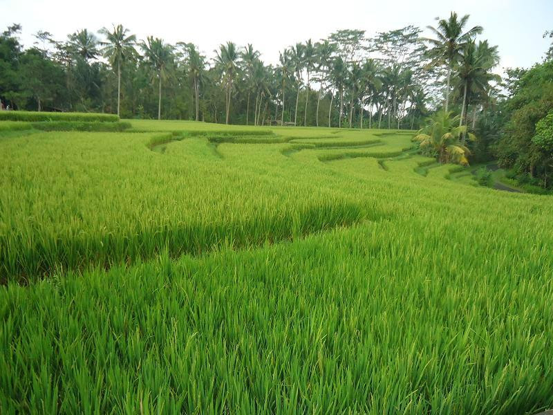 Kelusa Village Experience-阿比安塞马尔必去景点