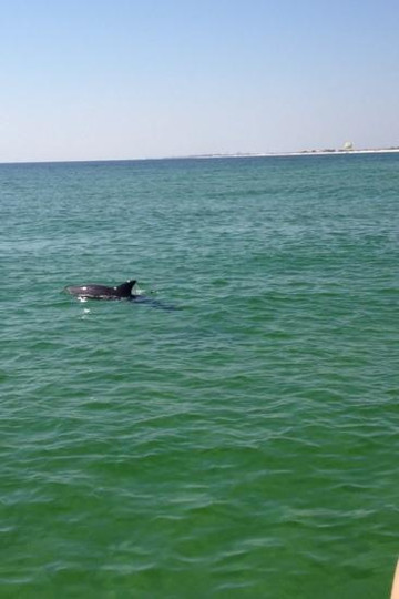 Destin's Original Sea Blaster-德斯廷必去景点