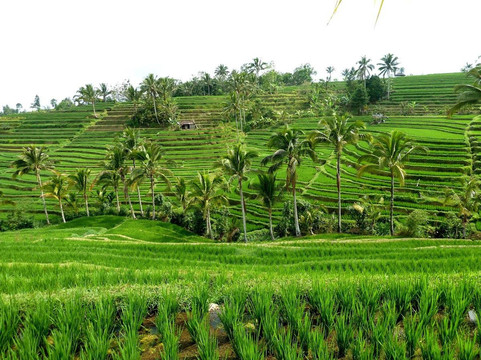 巴厘最安全租车公司-登巴萨必去景点