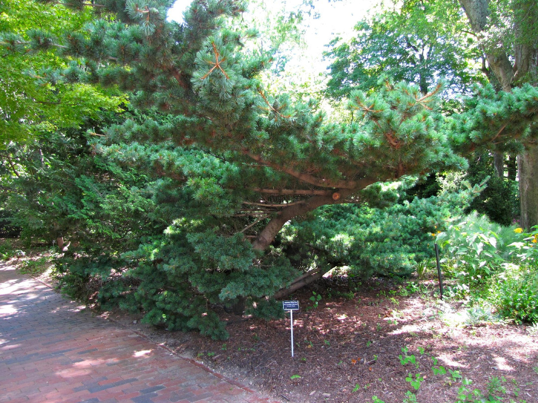 Coker Arboretum-教堂山必去景点