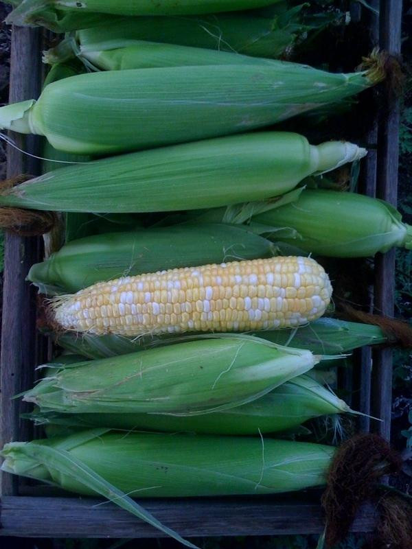 Fredericksburg Farmers' Market-弗雷德里克斯堡必去景点