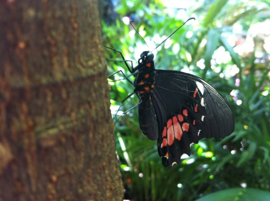 温哥华水族馆-温哥华必去景点