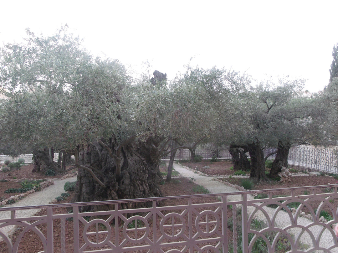 Garden of Gethsemane景点图片