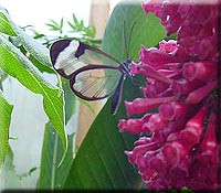 Felinwynt Rainforest Centre-Felinwynt必去景点