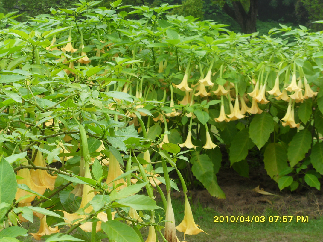 广西药用植物园景点图片