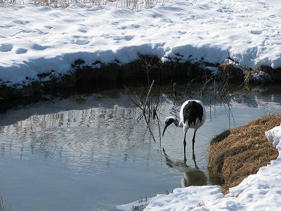 Akan International Crane Centre-钏路市必去景点