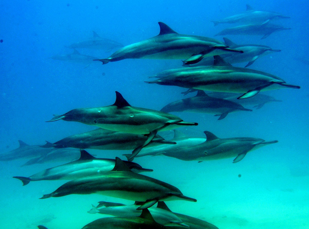 海豚潜水之旅-怀厄奈必去景点