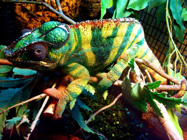 John Ball Zoo-大急流市必去景点